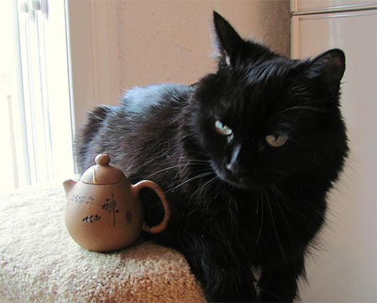 teapet3.png