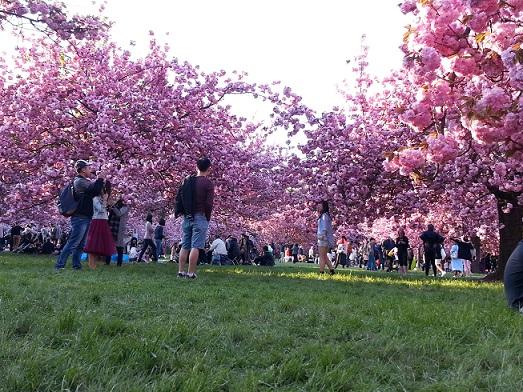 hanami 2.jpg