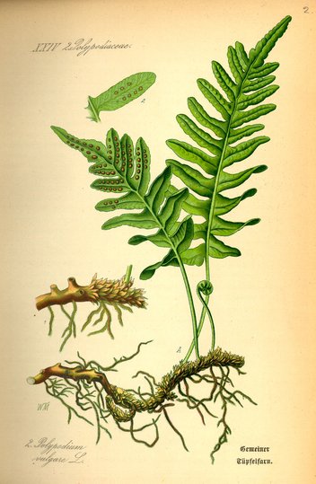Illustration_Polypodium_vulgare0.jpg