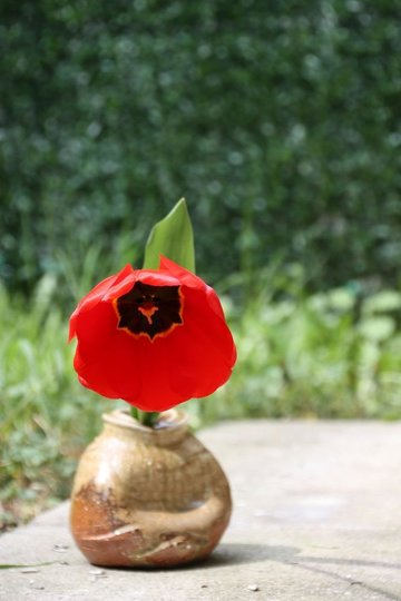 Tulipe.JPG