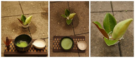 Matcha TdJ cutivar Uji-Hikari (3).jpg