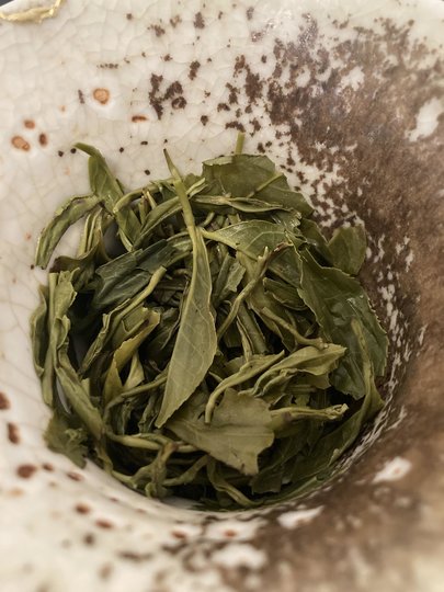 SakhejungClassicGreen_Kancha (2).JPG