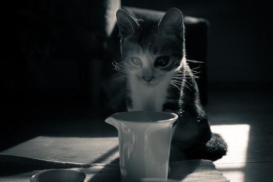 _Senlin_Cat-4.jpg