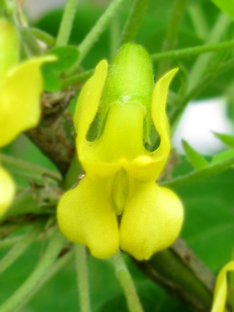flowerporn.png