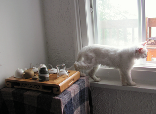 teapet.png