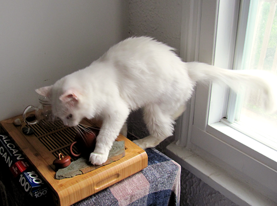 teapet.png
