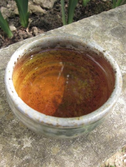 Wulong de Hon.yama Ôkawa, cultivar Kanaya-midori mai 2016.jpg