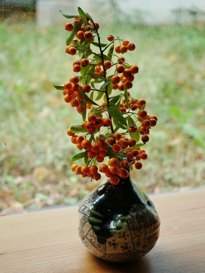 Pyracantha.jpg