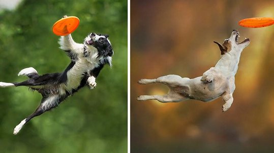 dogs-jumping-frisbees-cover.jpg